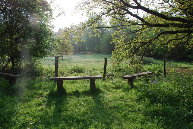 Forest clearing - geograph.org.uk - 1327392