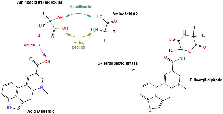 File:Formació d-lisergil dipèptids.png