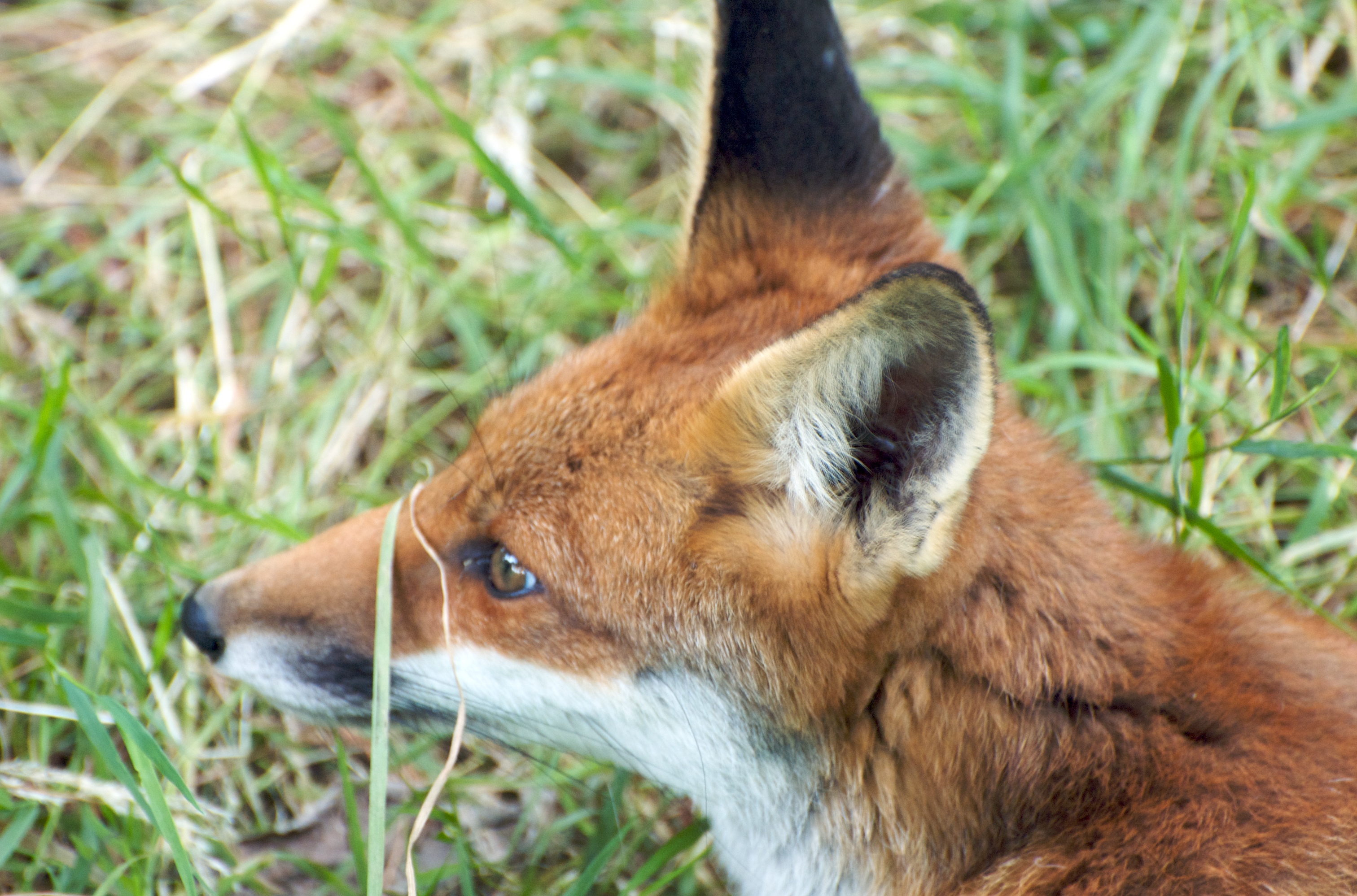 Most fox. Gray Fox in grass Wallpaper.