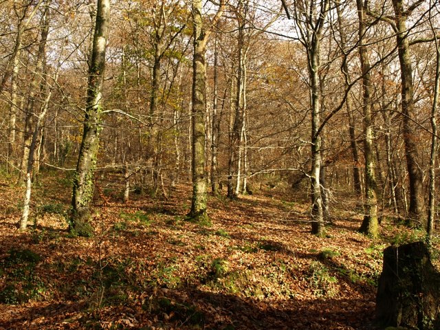 File:Hembury Woods near the Holy Brook - geograph.org.uk - 1055802.jpg