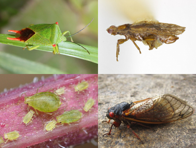 hemiptera wings