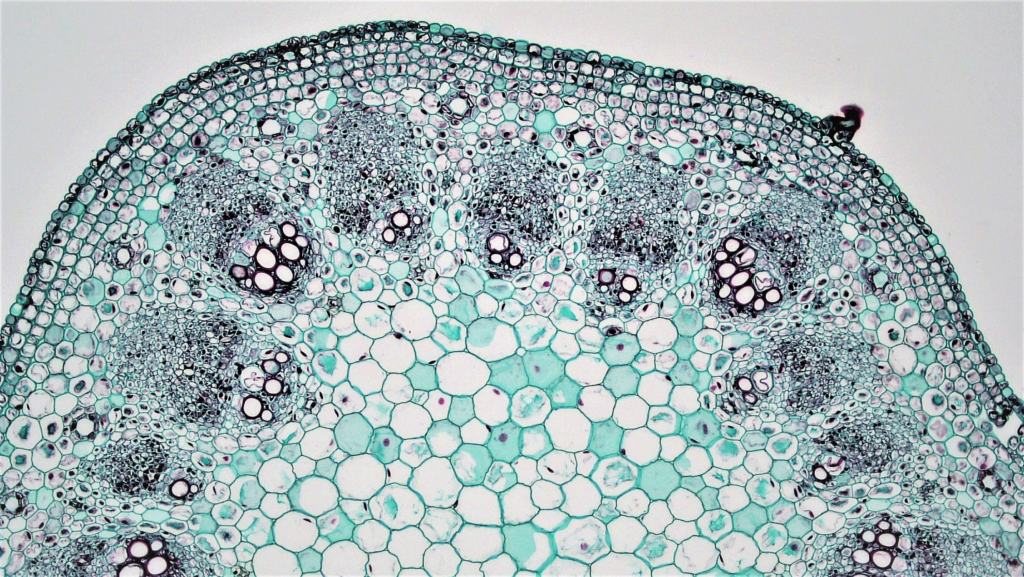 vascular bundle stem