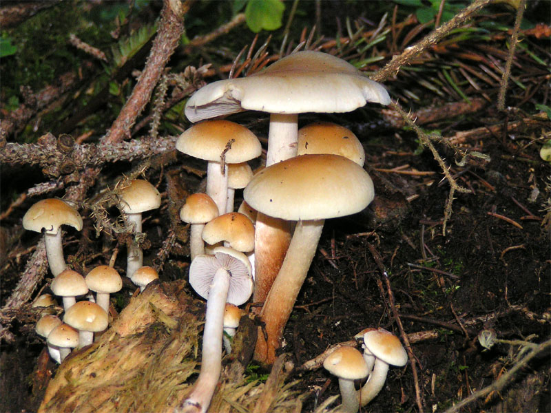 File:Hypholoma capnoides.jpg