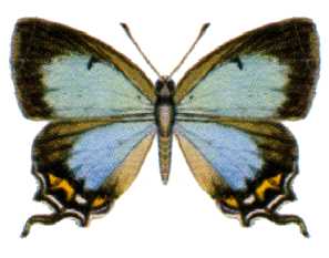 File:Jalmenus evagoras (ento-csiro-au).jpg