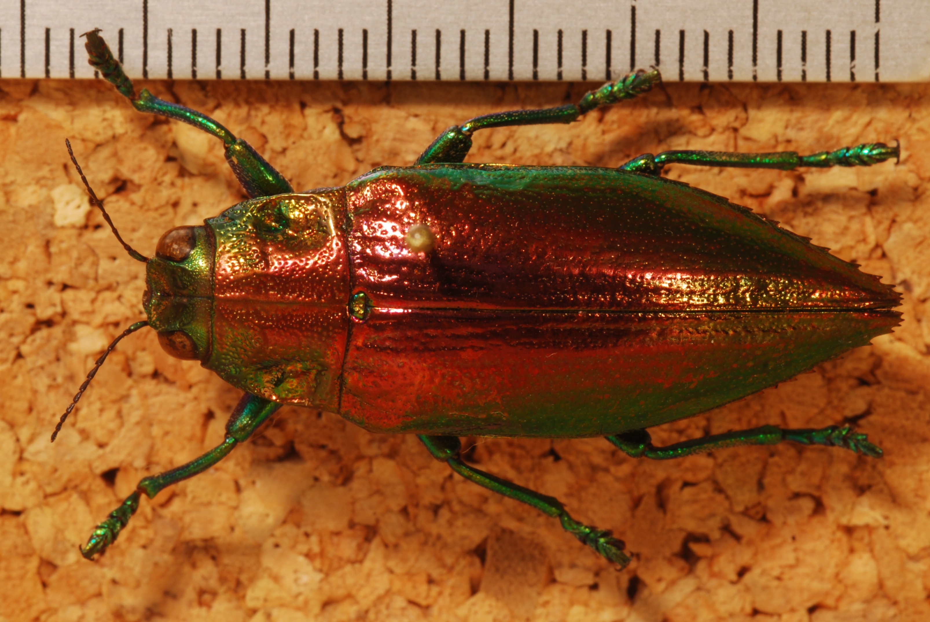 Jewel Beetle (Chrysodema radians) (8271849163).jpg