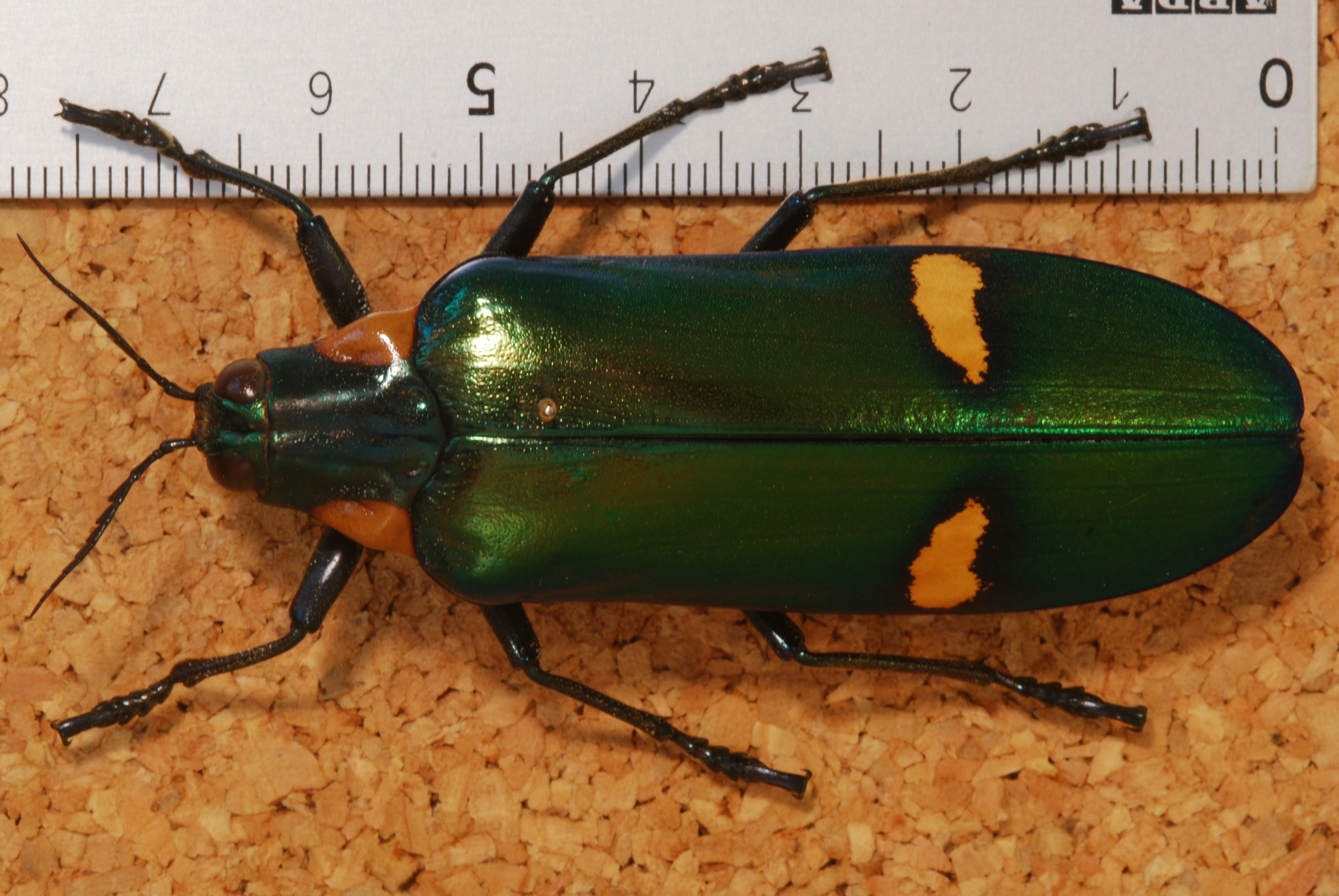 Jewel Beetle (Megaloxantha bicolor nigricornis) (8250205492).jpg