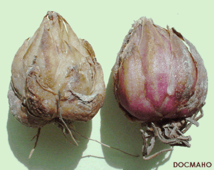 File:Liliumwallichianumbulbs.jpg