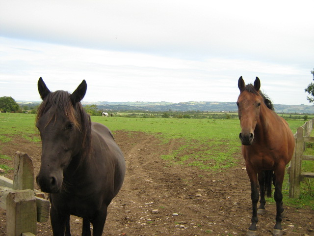 File:Meadows at 'Horseworld' - geograph.org.uk - 234678.jpg