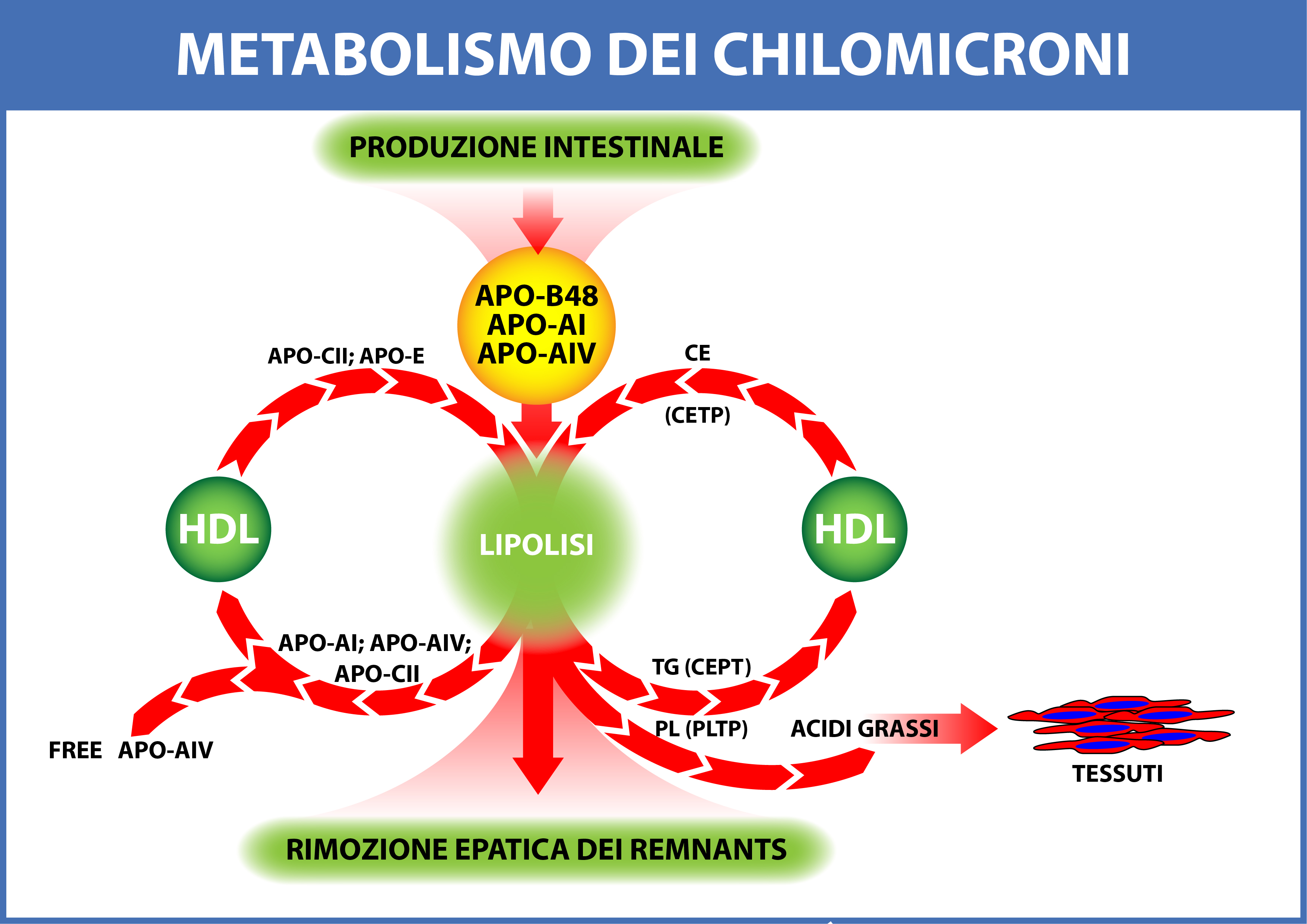 Cambio de metabolismo síntomas