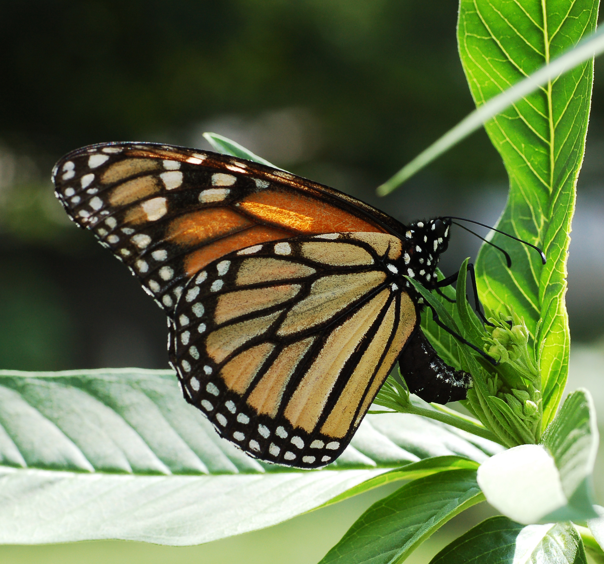 file-monarch-butterfly-danaus-plexippus-laying-eggs-jpg-wikipedia