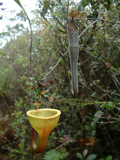 File:N. jamban and N. lingulata.jpg