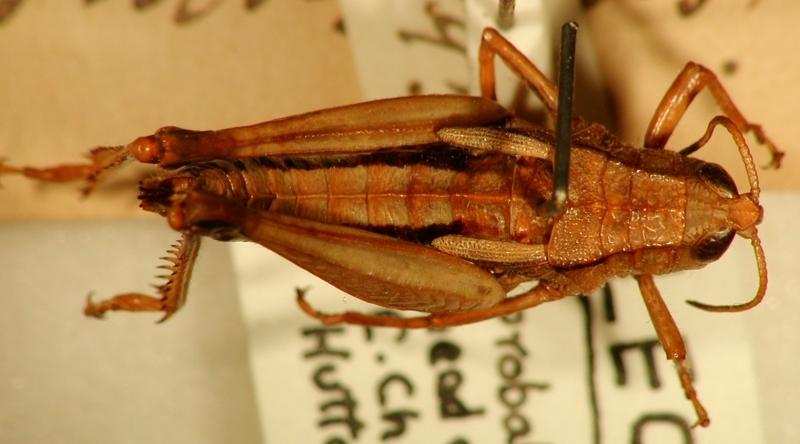 File:NZAcrididae23.jpg