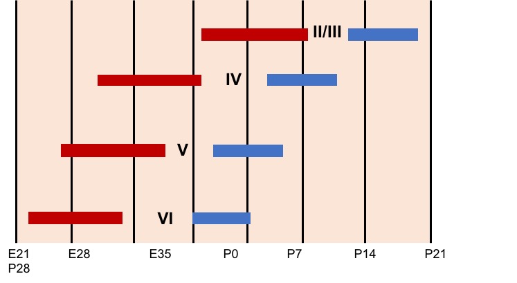 File:Neurogenesis and Differentiation of Cortical Layers.jpg