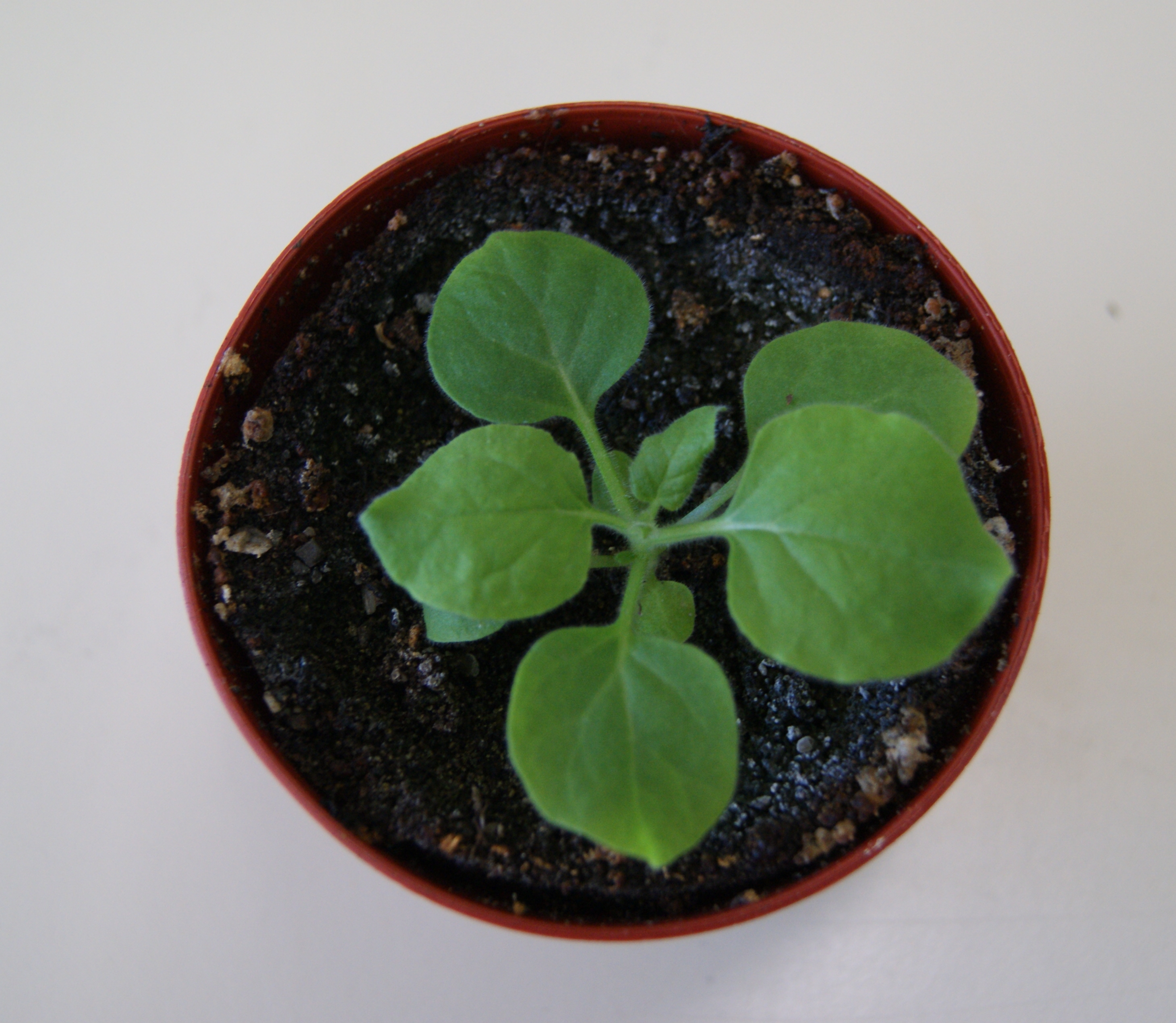 File Nicotiana Benthamiana Young Plant Jpg Wikimedia Commons