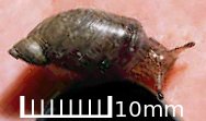 An ambersnail crawls across a hand, next to a U.S. dime (18 mm / 0.7 in diameter). Nps KanabAmbersnail.jpg