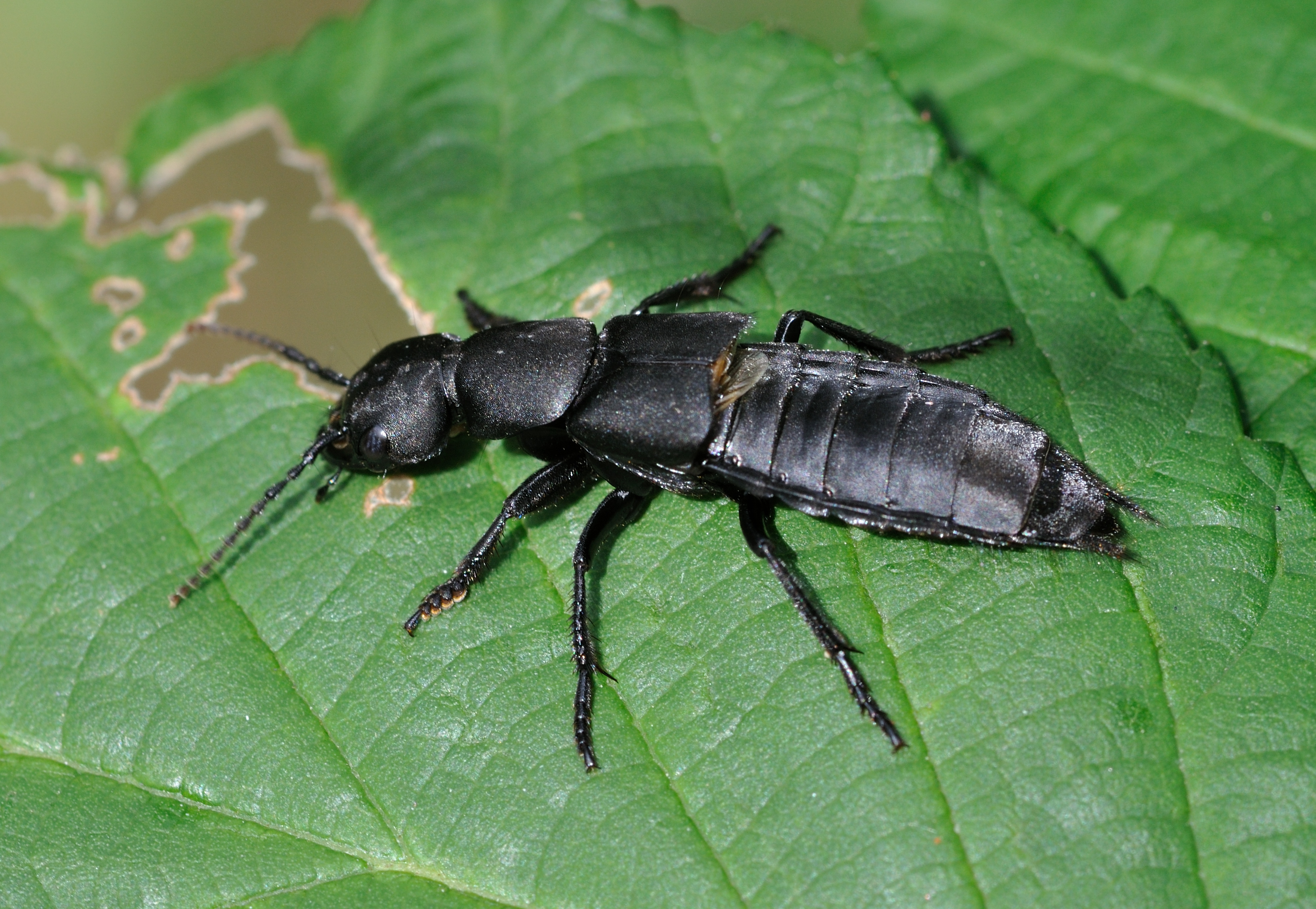 Insects With Wings And Pinchers