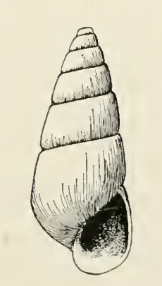 <i>Odostomia nemo</i> Species of gastropod
