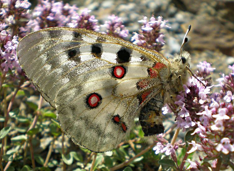 File:Parnassius apollo revers.jpg