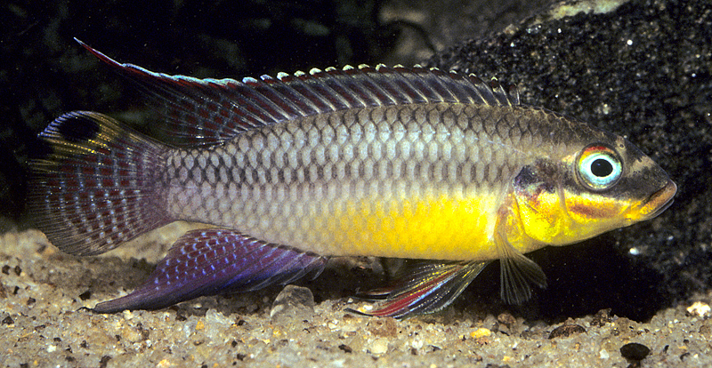 File:Pelvicachromis kribensis male.jpg