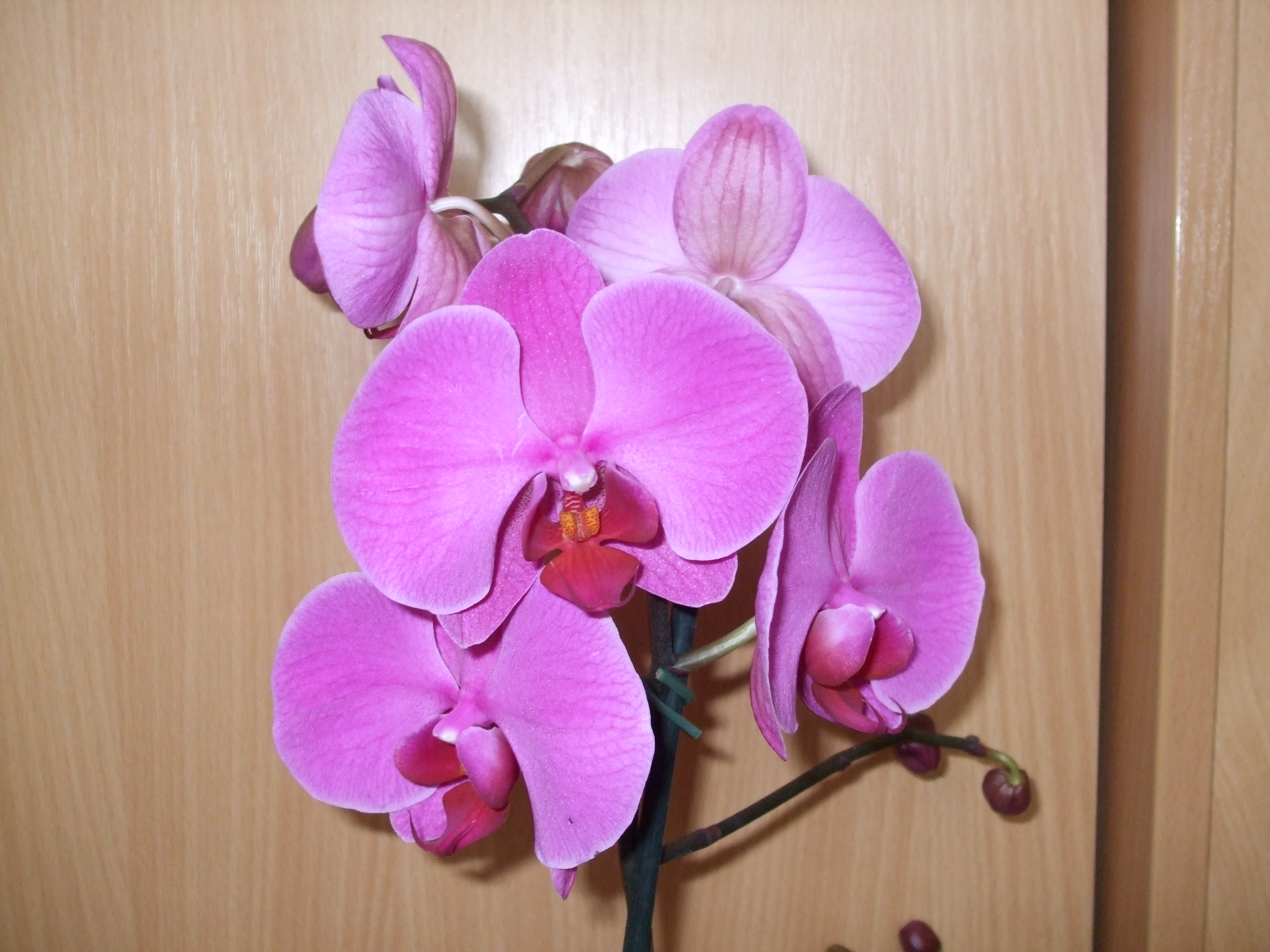 Андорра орхидея фаленопсис