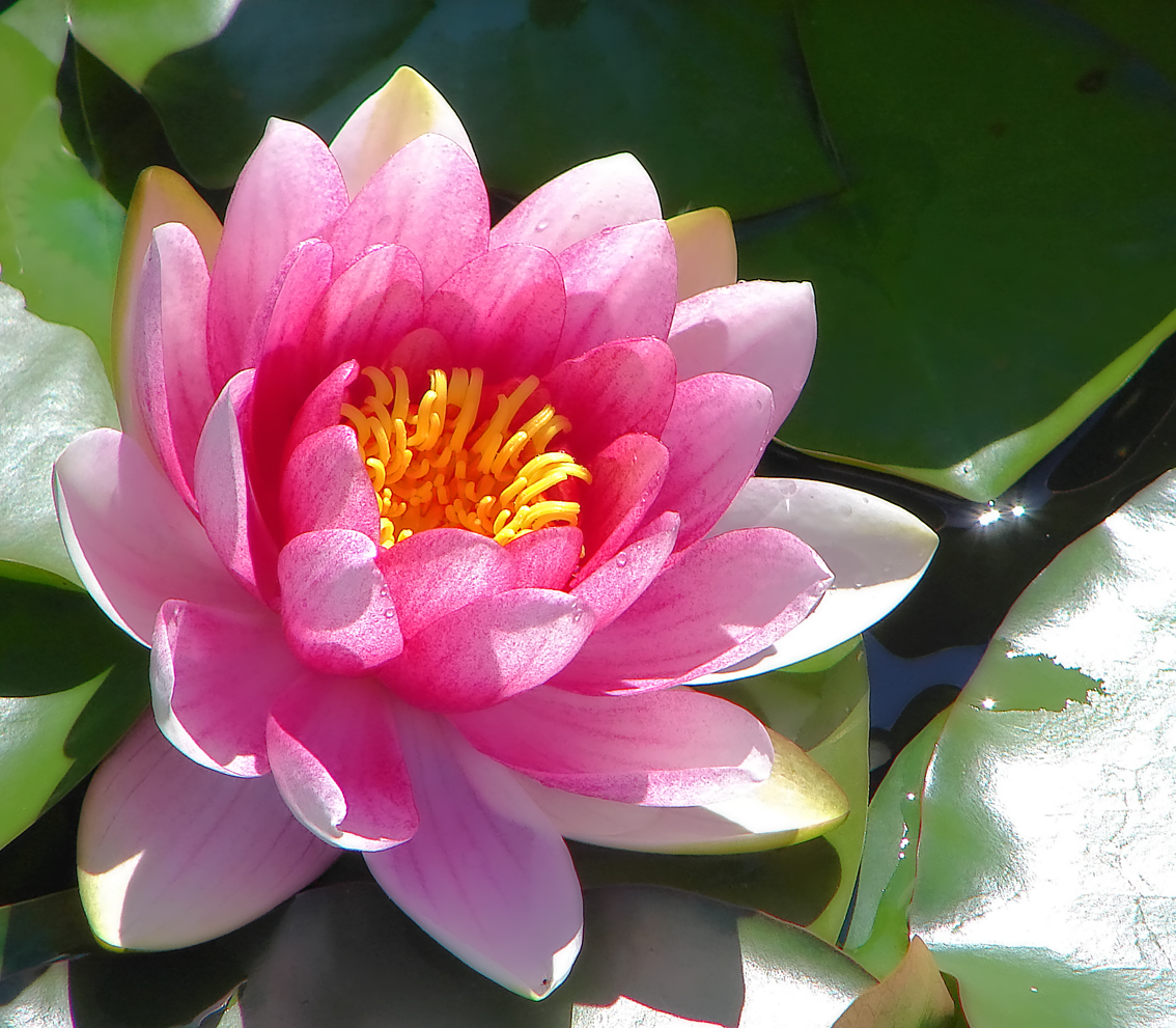 What Is A Another Name For Water Lily