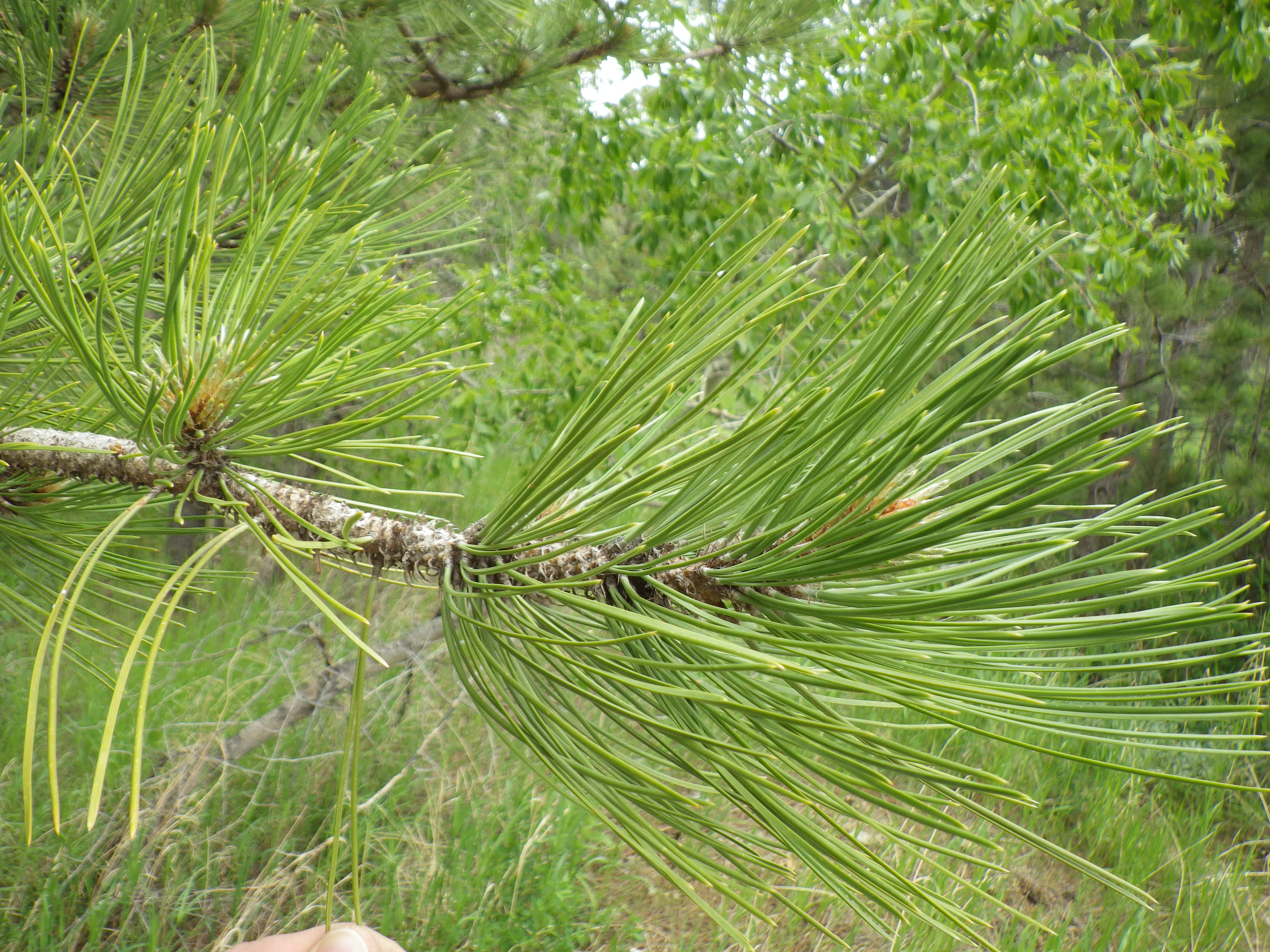 Сосна желтая Скальная Pinus Ponderosa scopulorum