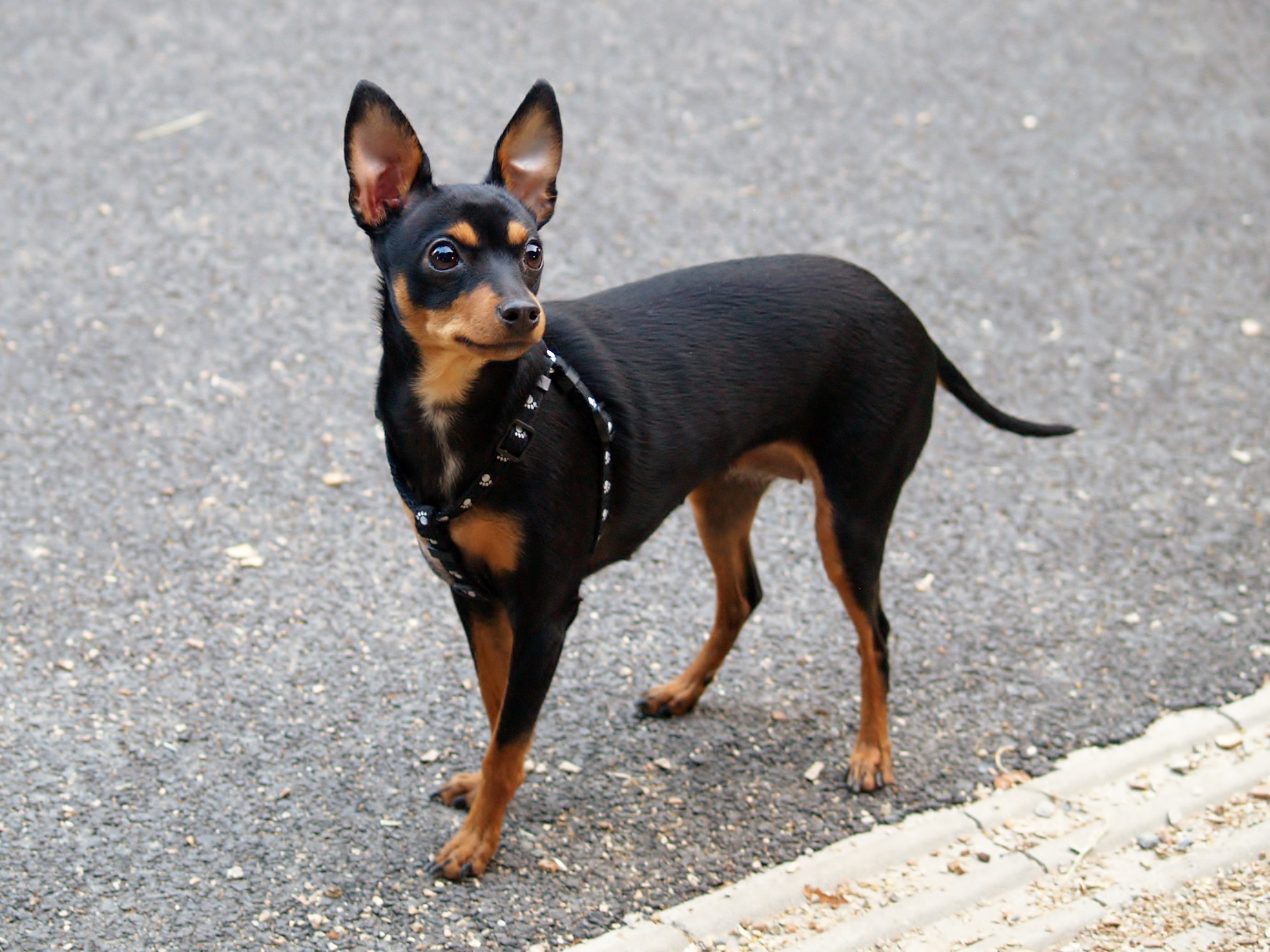 small english terrier