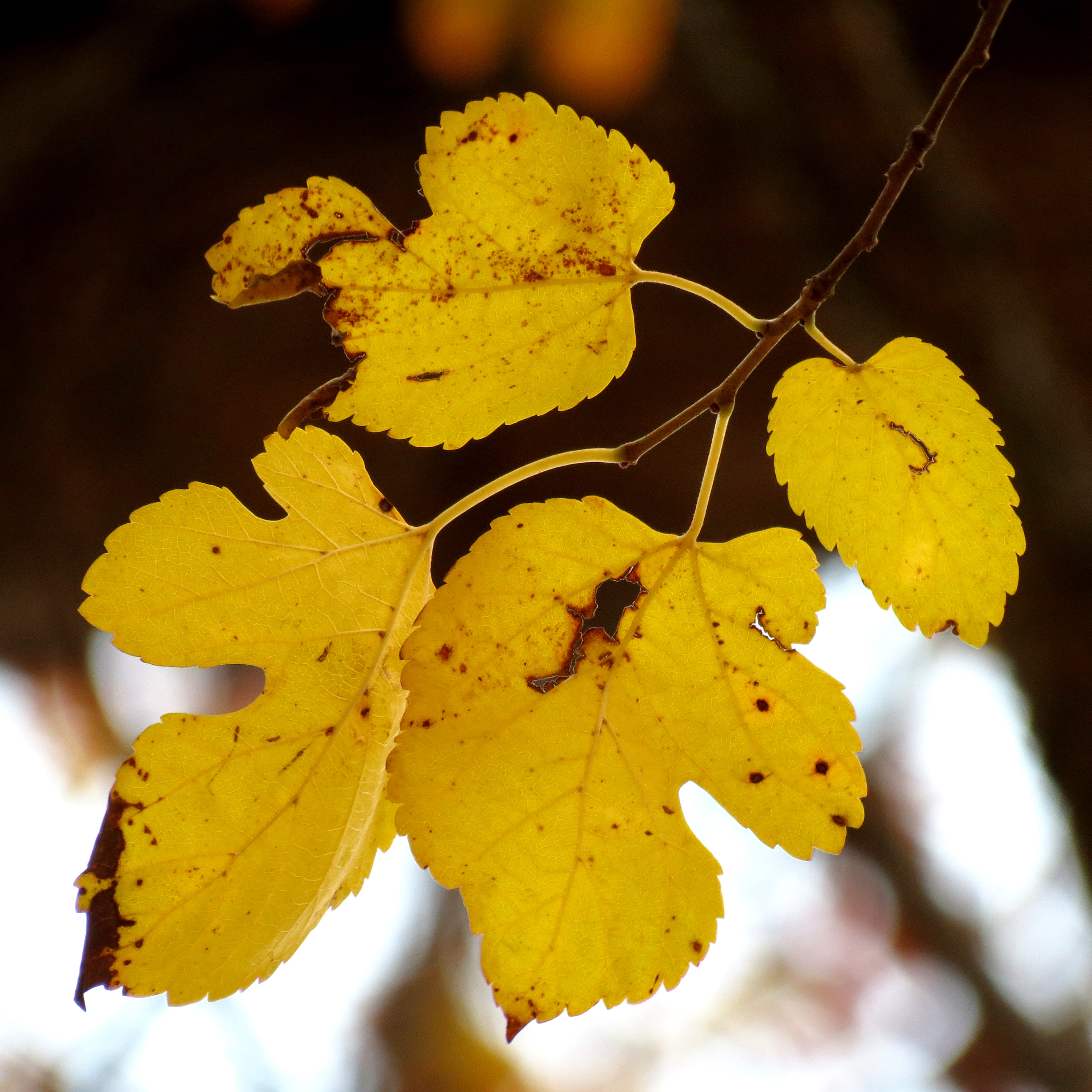 Leaves turn