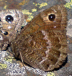 File:Satyrus actaea (cropped).jpg