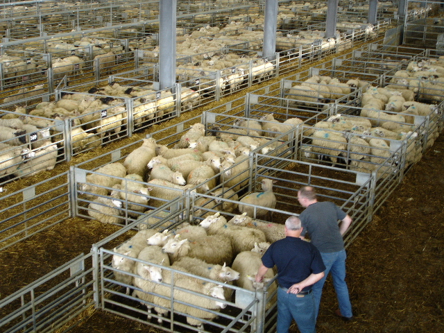 File:Sheep - geograph.org.uk - 403913.jpg