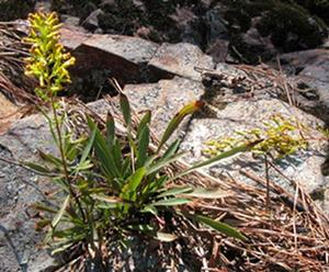 <i>Solidago plumosa</i> Species of flowering plant