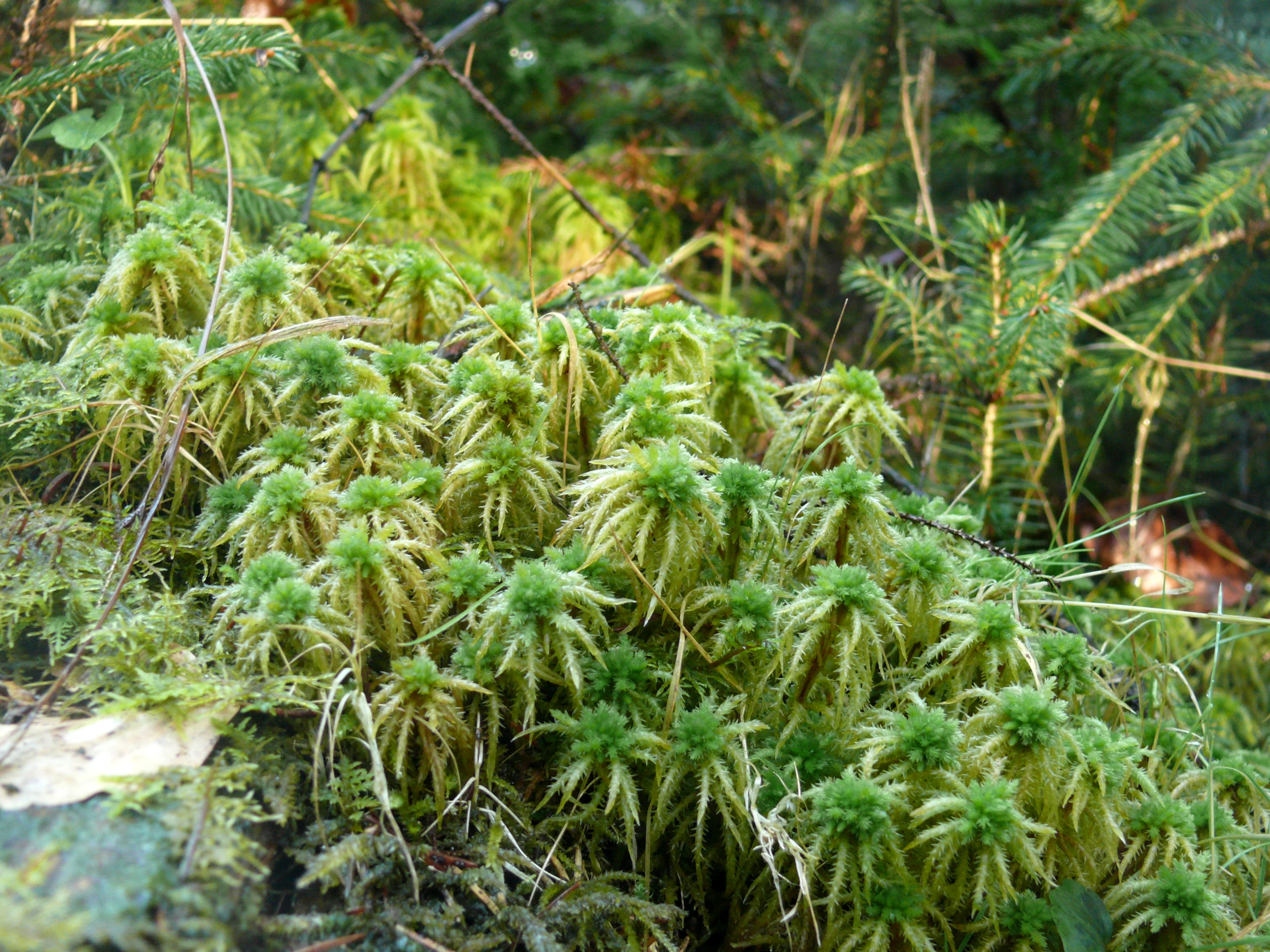 Sphagnum - Wikipedia