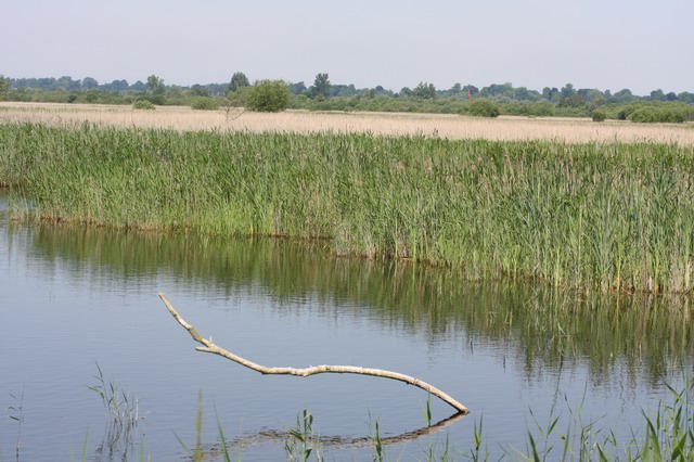 File:Strumpshaw Fen RSPB - geograph.org.uk - 854095.jpg