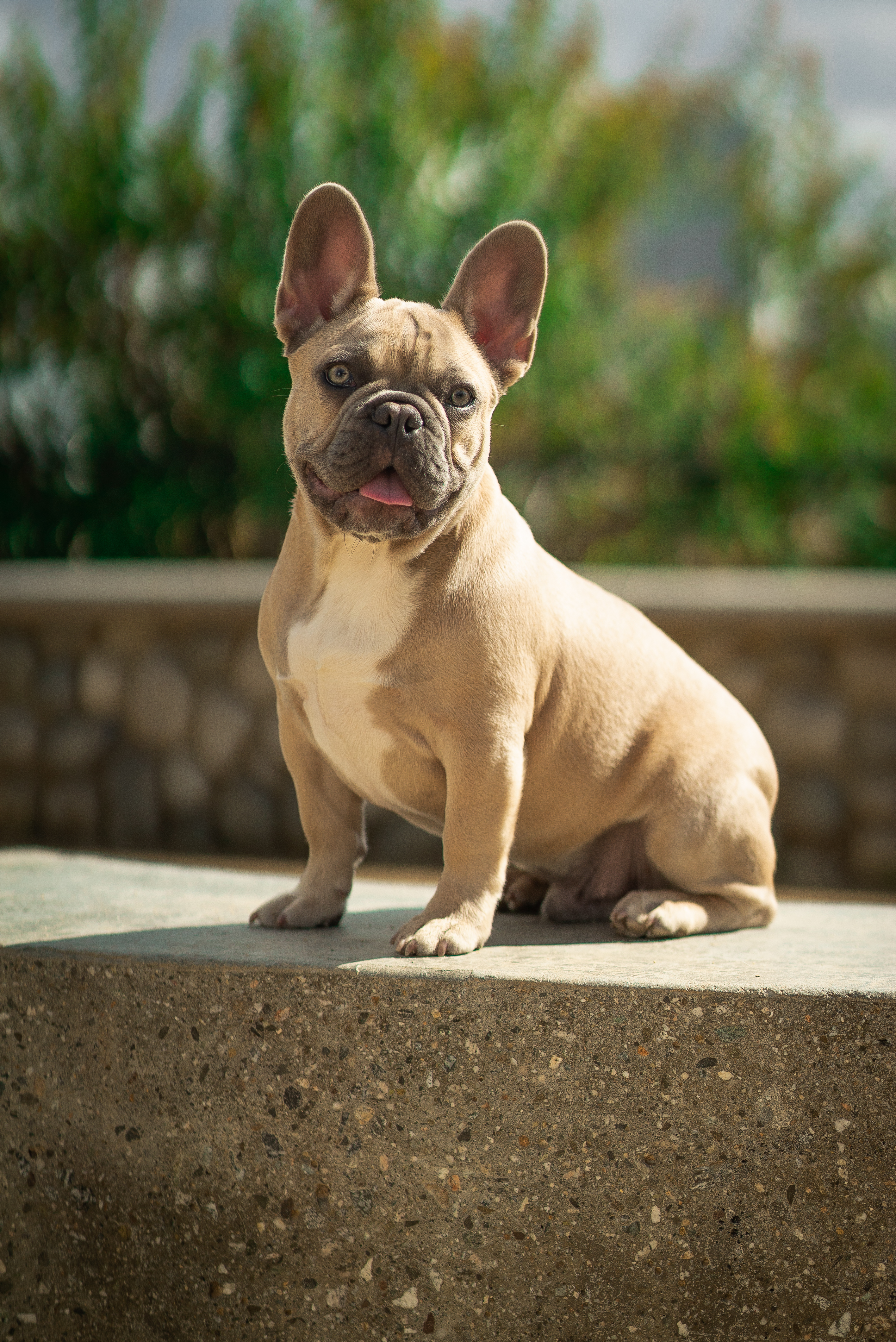 smallest french bulldog