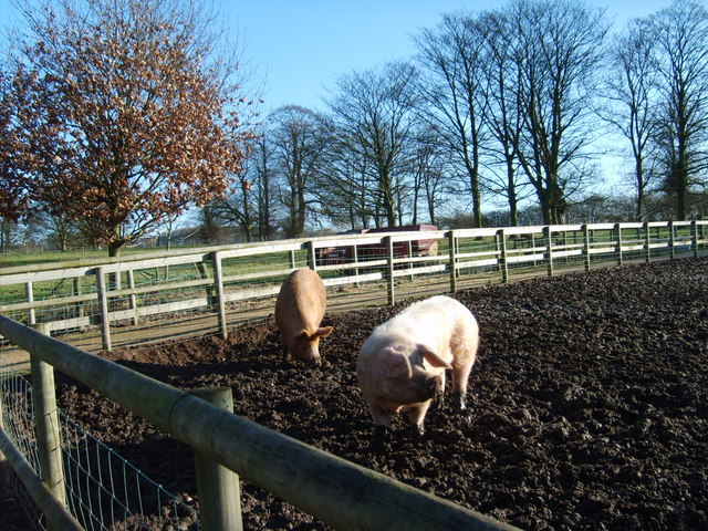 File:Swine of Northycote - geograph.org.uk - 673452.jpg