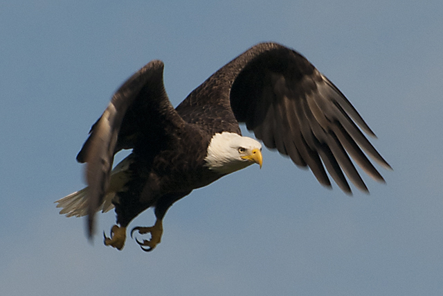 Bald Eagle - Haliaeetus leucocephalus - Birds of the World