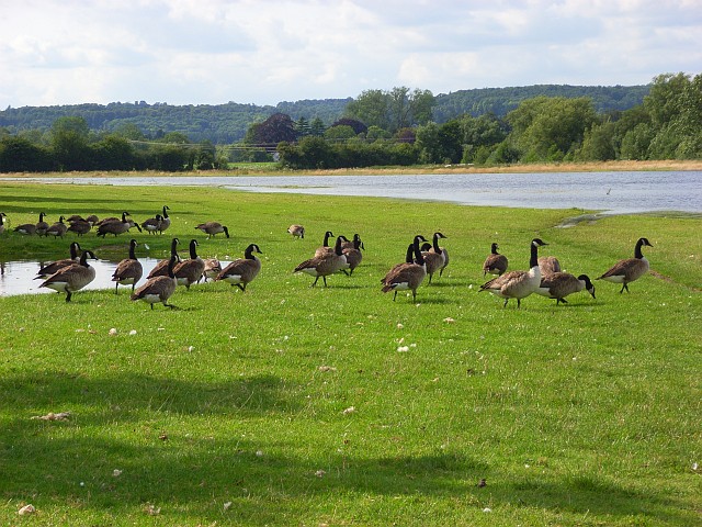 The Thames floodplain, Medmenham - geograph.org.uk - 510817