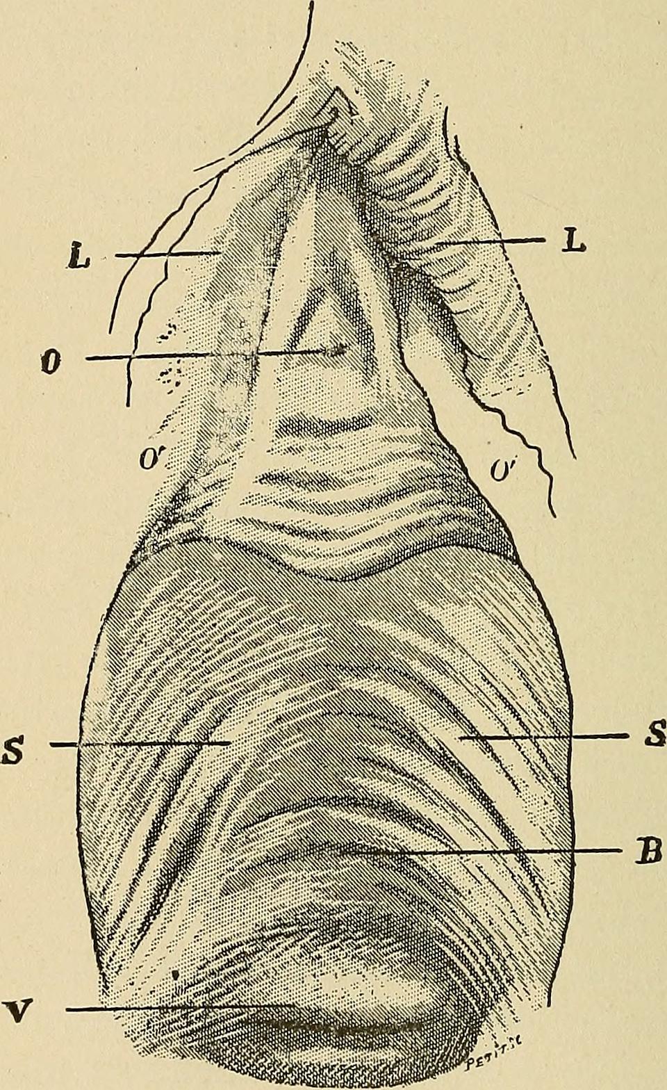 Doigtiers 2 doigts type Legueu LCH – Gynécologie, proctologie