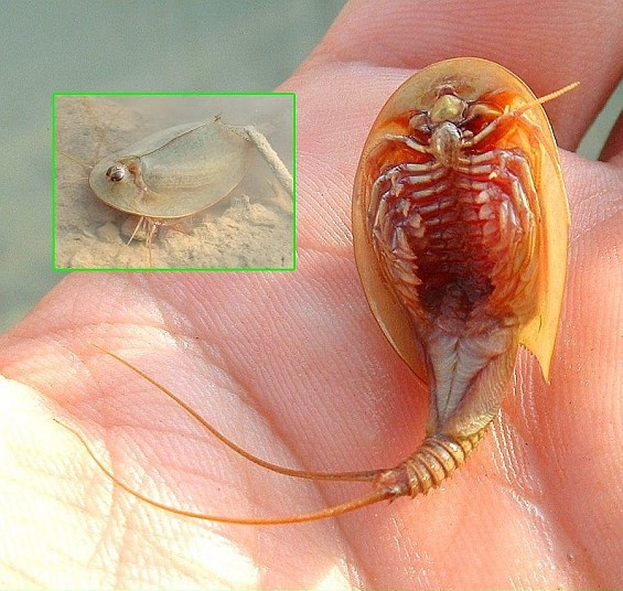 Triops cancriformis - Wikipedia, la enciclopedia libre