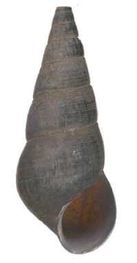 <i>Tylomelania helmuti</i> Species of gastropod