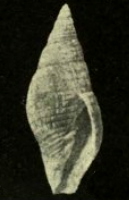 <i>Vexillum eusulcatum</i> Extinct species of gastropod