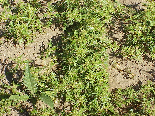 File:Xanthium spinosum1.jpg