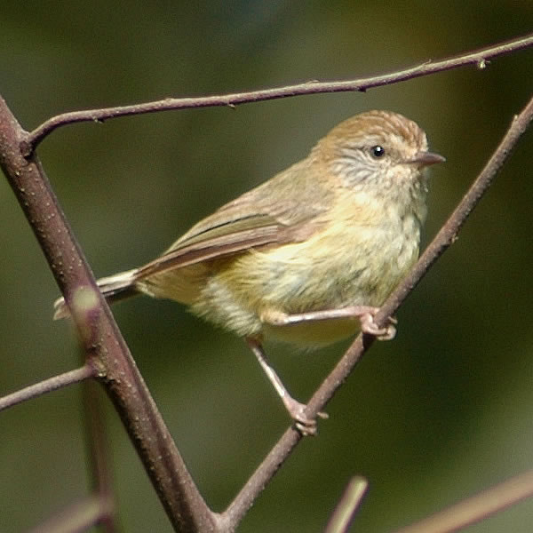 File:Yellowthornbill.jpg