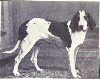 American Foxhound en el año 1915