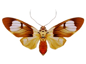 <i>Amerila</i> Genus of moths