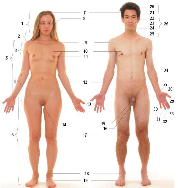 File:Anterior view of human female and male, numbered labels.JPG