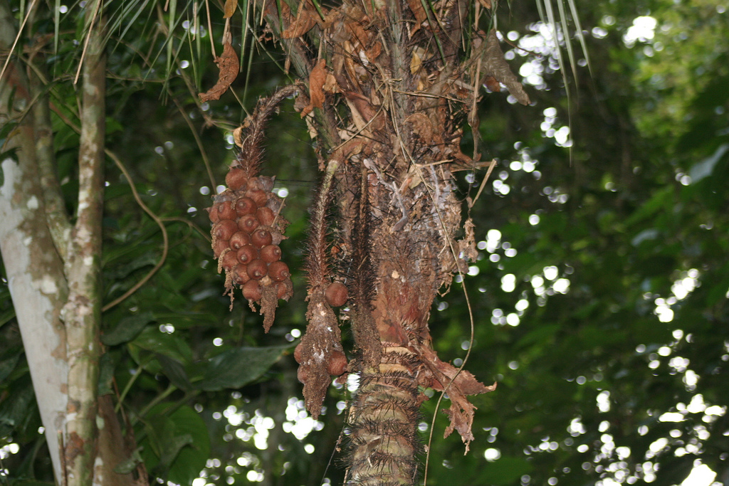 Murumuru ( Astrocaryum murumuru ) Origin: Brazil