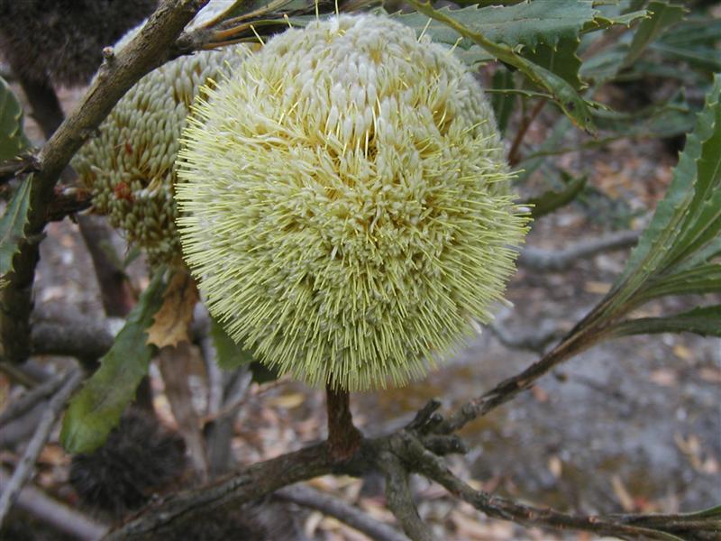 File:Banksia laevigata laevigata.JPG