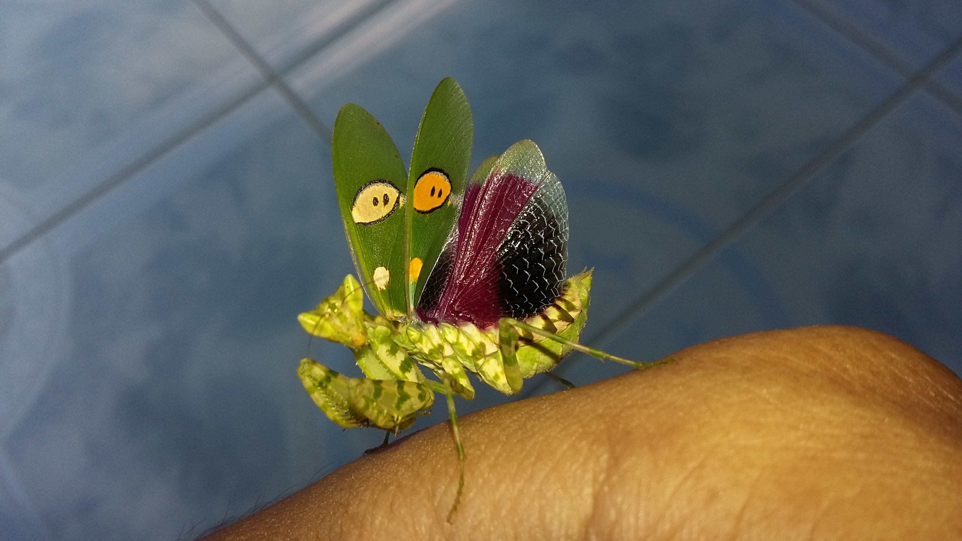 Creobroter gemmatus Indian Flower Mantis in Box Frame