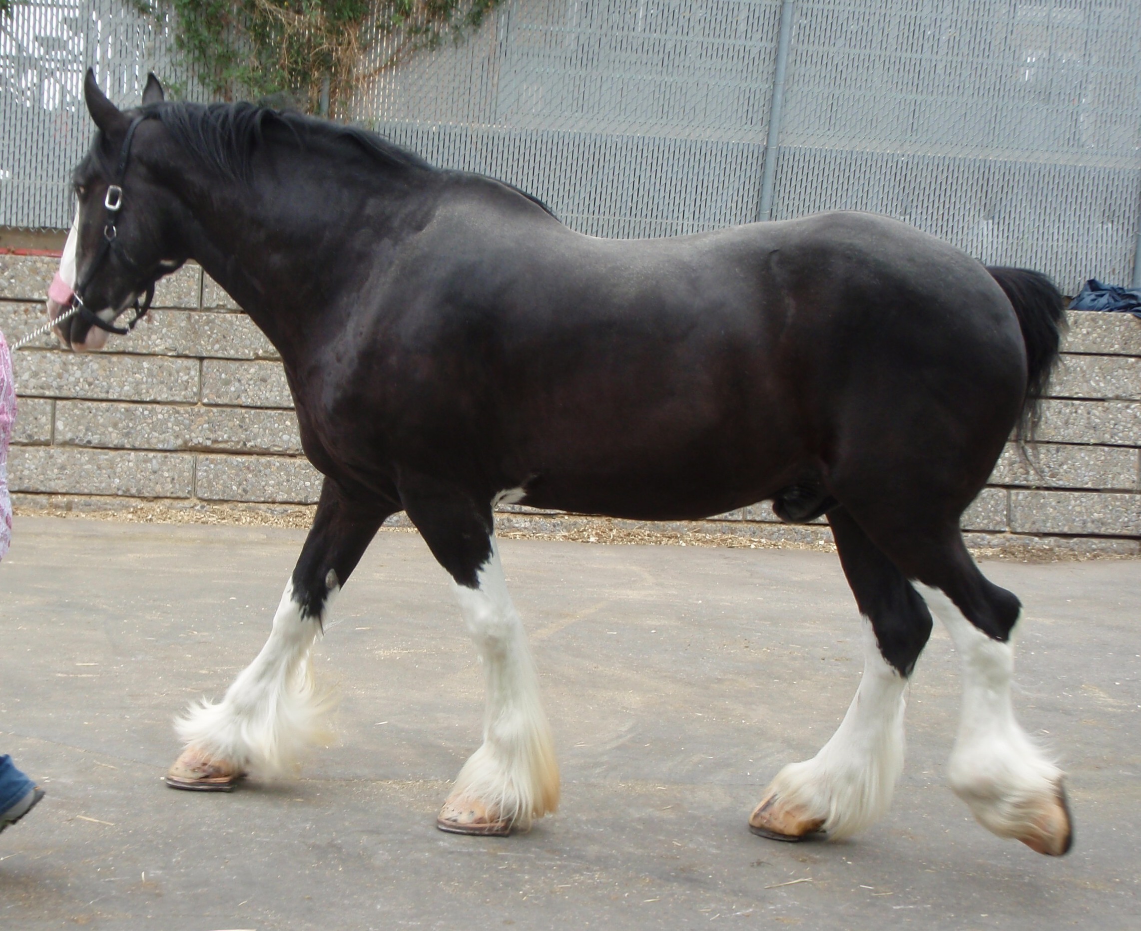 black draft horse breeds